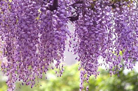 Wisteria Floribunda Royal Purple Japanese Wisteria