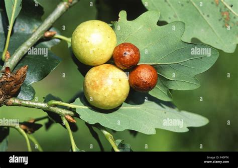 Oak Leaf Cherry Gall Cynipid Gall Wasp Stock Photo Alamy