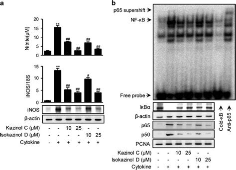 Prevention Of Cytokine Induced Nf κb Activation In Rinm5f Cells A