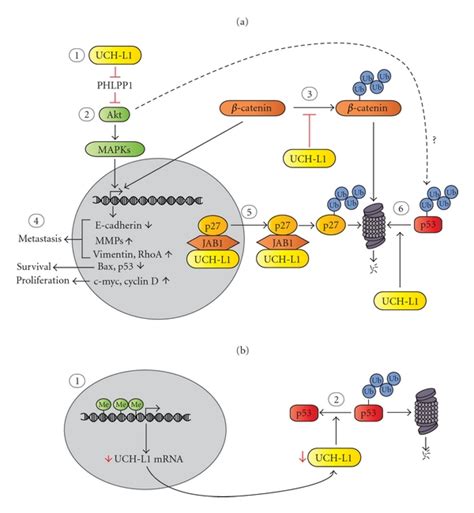 The Potential Roles Of Uch L In Tumorigenesis A Uch L As A