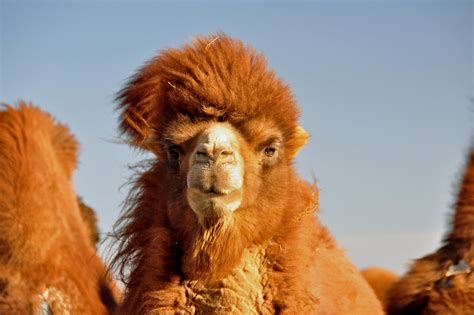 Mongolia Travel Camel - Free photo on Pixabay