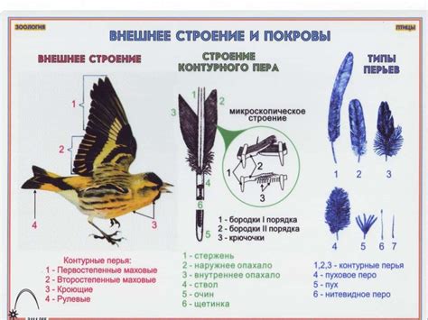 Класс Птицы. Внешнее строение птиц - презентация онлайн