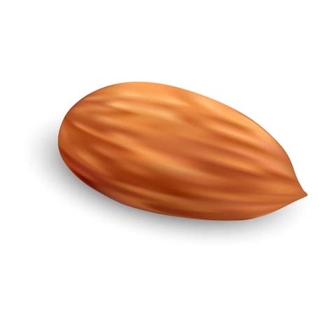 Premium Vector Almond Nut Icon Realistic Illustration Of Almond Nut