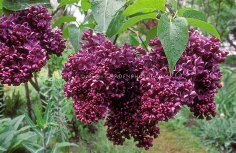 Syringa Vulgaris Glory Lilac In Spring Flower Dark Rich Purple