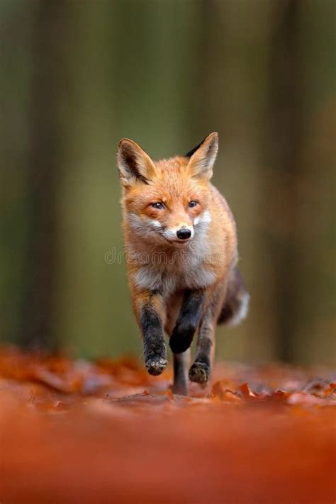 O Fox Vermelho Bonito Vulpes Do Vulpes Animal Na Floresta Verde Com