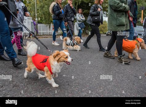 How Many Dogs Are In The Uk 2017