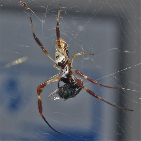 Australian Golden Orbweaver From Graceville Parks On January