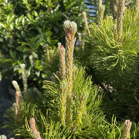 Buy Pinus Mugo Pumilio Swiss Mountain Pine Architectural Plants