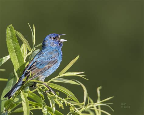 Indigo Bunting Female