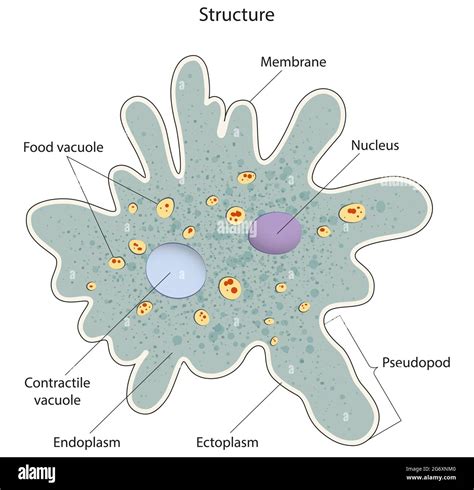 Unicellular Organisms Amoeba