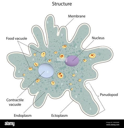 Amoeba Structure