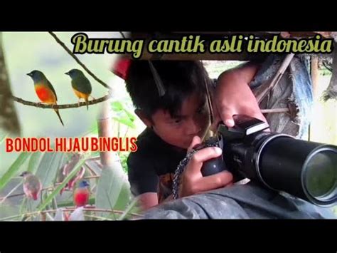 BONDOL HIJAU BINGLIS Burung Cantik Asli Indonesia YouTube