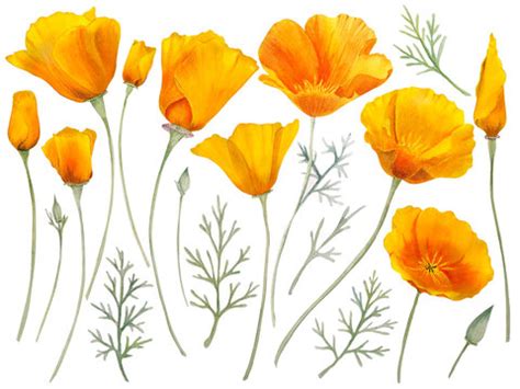 California Poppy Drawing Images – Browse 1,341 Stock Photos, Vectors ...