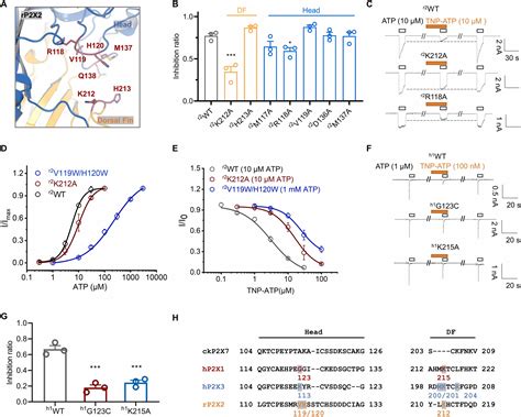 A Shared Mechanism For Tnp Atp Recognition By Members Of The P X