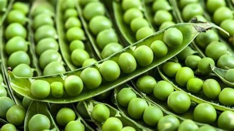Pea - Alchetron, The Free Social Encyclopedia