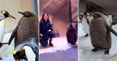 Pesto, a massive, fuzzy baby penguin, waddles his way to internet fame ...