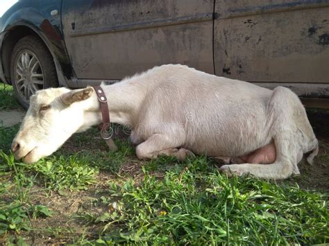 Goat Sick Stock Photos Free Royalty Free Stock Photos From