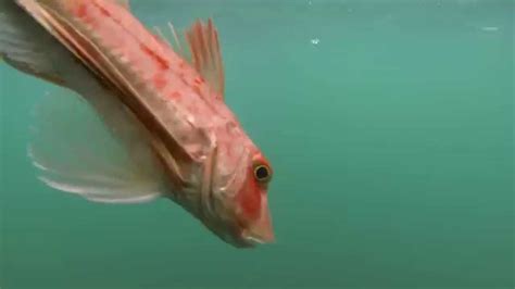 Gurnard Grunting Underwater New Zealand Youtube