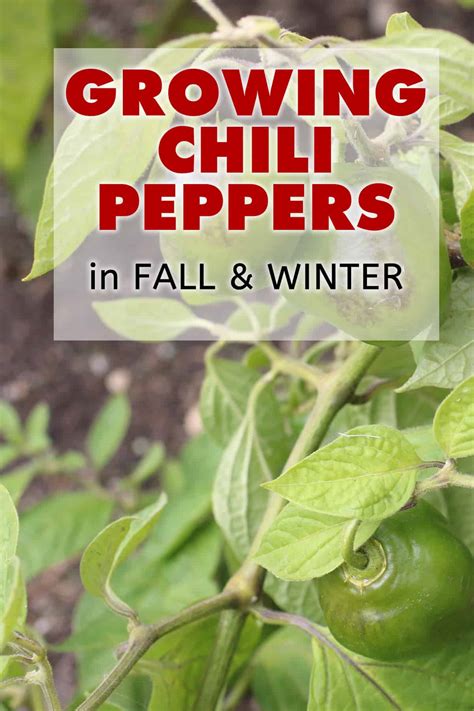 Growing Chili Peppers or Other Gardening in the Fall and Winter - Chili ...