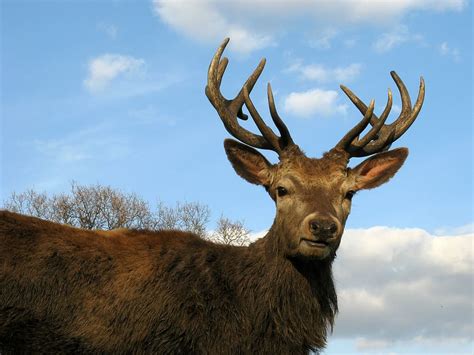 HD wallpaper: Big Deer Buck with Antlers, animal, mammal, trophy ...