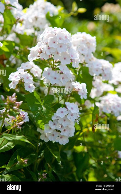 Phlox Paniculata Amethyst Foerster Stock Photo Alamy