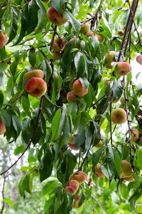 Branches With Donut Peaches And Green Leaves Peach Tree Stock Photo