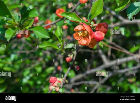 Quince Growing Dwarf Hi Res Stock Photography And Images Alamy