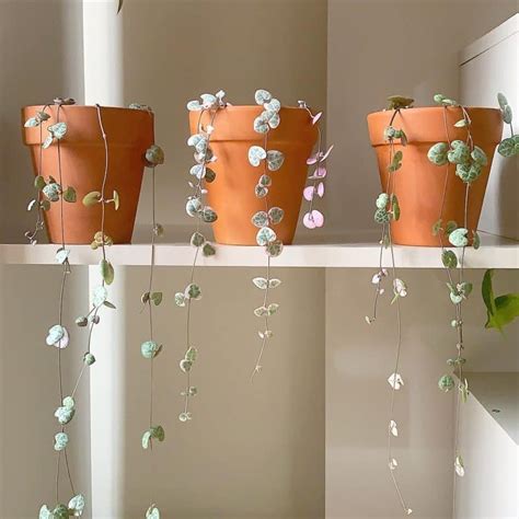 String Of Hearts Plant Care And Growing Guide Plantcarefully