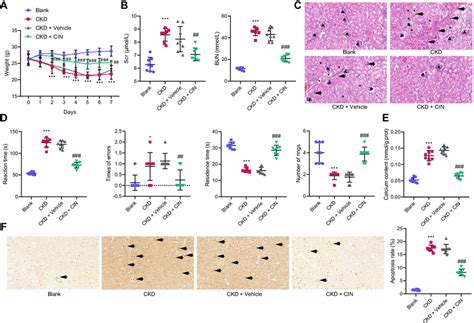 Cin Ameliorated Nerve Injury Induced By Hypercalcemia In Ckd Mice A