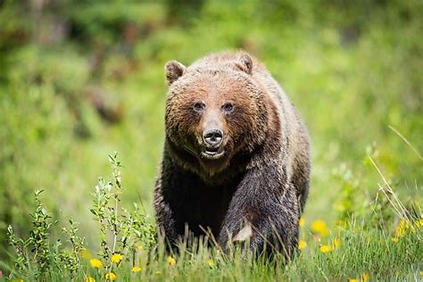 10 Most Dangerous Animals in Canada - WorldAtlas.com