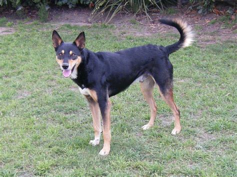 Australian Kelpie Info, Puppies, Mix, Temperament, Pictures