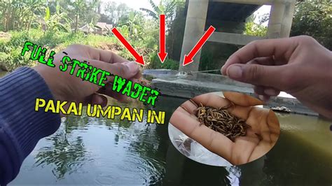 Mancing Ikan Wader Menggunakan Umpan Ulat Kandang Mancing Teknik