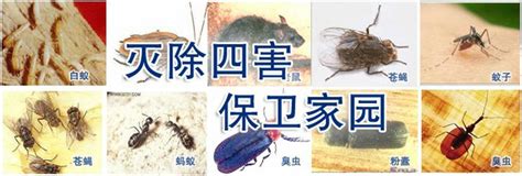 公司简介 江门白蚁防治江门白蚁预防江门害虫防治 江门市广信白蚁害虫防治有限公司