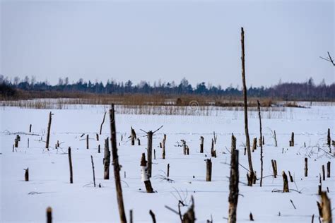 Frozen Naked Dry And Dead Forest Trees In Snowy Landscape Stock Image Image Of Latvia Season