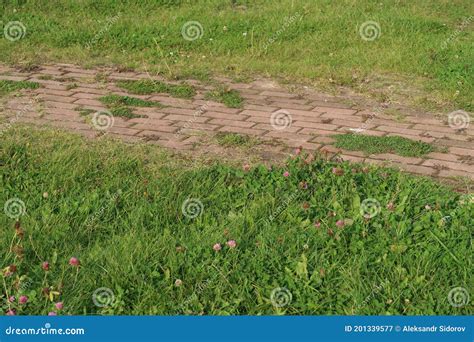 Walkway Paved With Paving Slabs Overgrown With Grass Stock Image