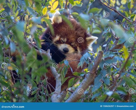 Red Panda Sleeping on a Tree Editorial Photography - Image of wildlife ...