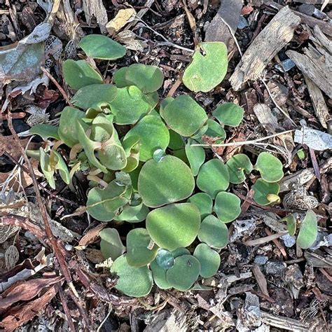 Weed Of The Week: Jewelweed - Hyannis Country Garden