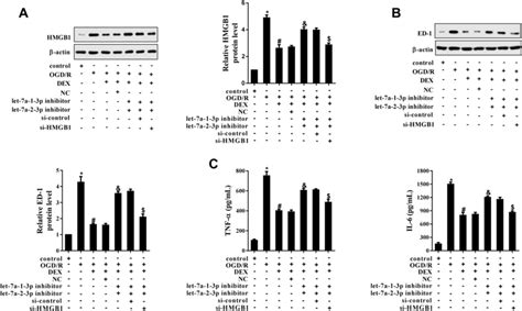 Effect Of Hmgb Knockdown On The Pro Activation Of Let A P