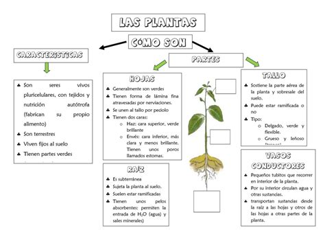 Esquema De Las Partes De La Planta