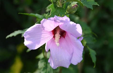 Rose Of Sharon Stock Photo Image Of Garden Syriacus 153835202