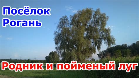 Родник и пойменный луг. Посёлок Рогань (июнь 2021 года). - YouTube