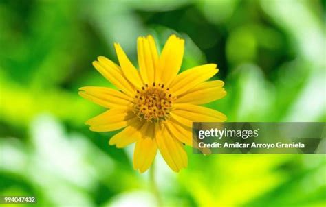 266 Amarillo Flowers Stock Photos, High-Res Pictures, and Images - Getty Images