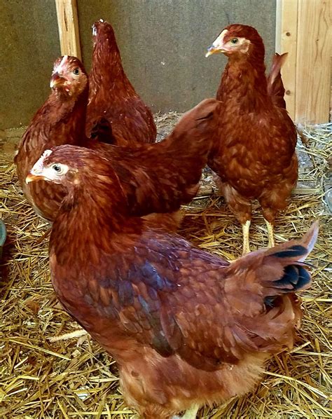 Red Sexlink Production Red Rhode Island Or New Hampshire Backyard Chickens Learn How To