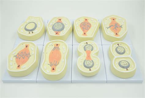 Mitosis Cell Model Eduscience Video Gallery