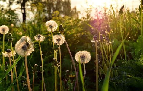 Wallpaper Greens Grass The Sun Sunset Foliage Plants Dandelions