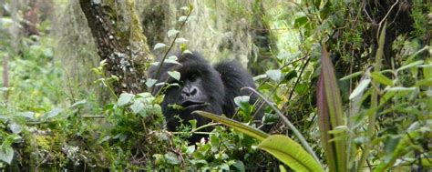 Mountain Gorilla Behavior - Gorilla Africa Safaris