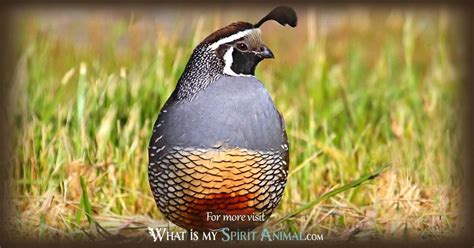 Quail Symbolism & Meaning | Spirit, Totem & Power Animal