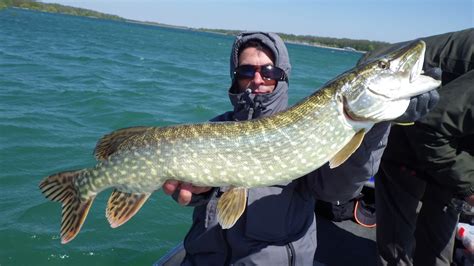 Ouverture Du Brochet Au Lac Du Der Stage Et Voyage De Pêche En Champagne