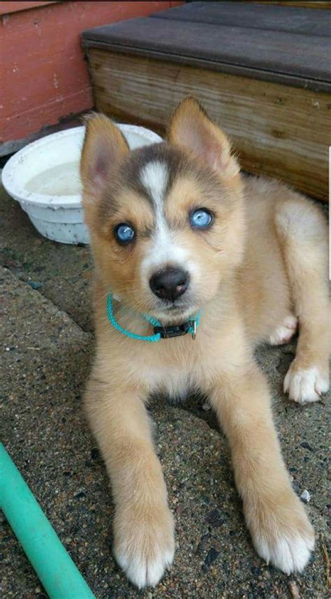 German Shepherd Siberian Husky Puppies