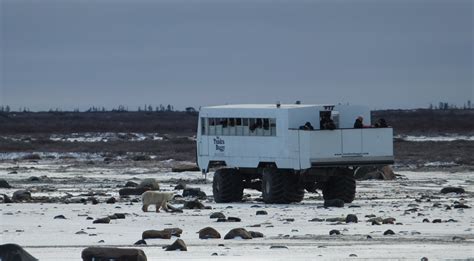 Visiting The Arctic in November | Swoop Arctic